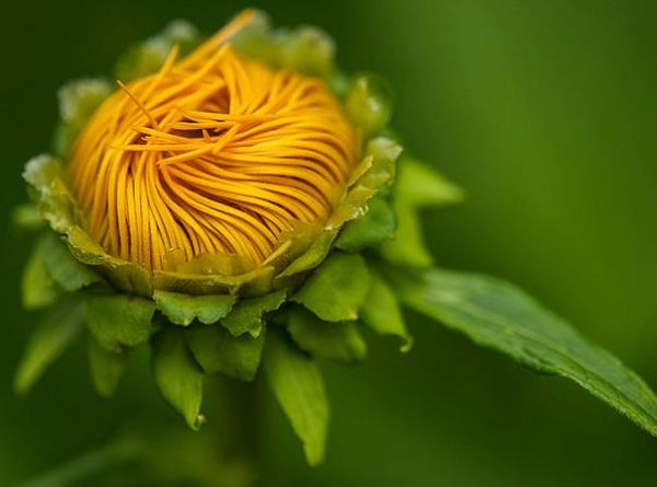 Inula magnifica 'Sonnenstrahl' - Inula gigante, Inula sonnenstrahl, Inula magnifica "Raio de Sol", Margarida giga - Image 3