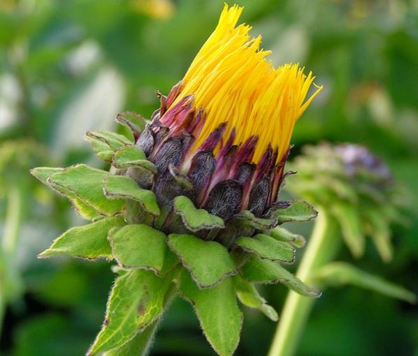 Inula magnifica 'Sonnenstrahl' - Inula gigante, Inula sonnenstrahl, Inula magnifica "Raio de Sol", Margarida giga - Image 4