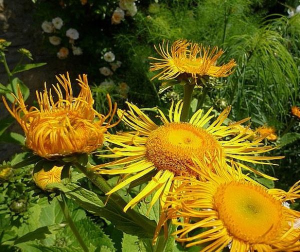 Inula magnifica 'Sonnenstrahl' - Inula gigante, Inula sonnenstrahl, Inula magnifica "Raio de Sol", Margarida giga - Image 5