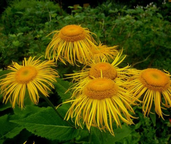 Inula magnifica 'Sonnenstrahl' - Inula gigante, Inula sonnenstrahl, Inula magnifica "Raio de Sol", Margarida giga - Image 6
