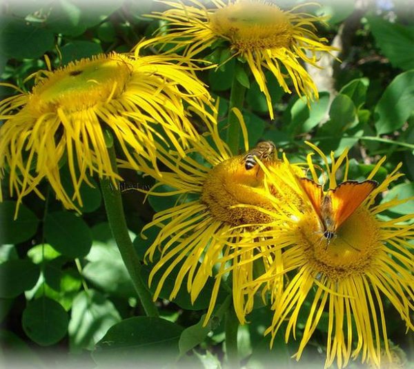 Inula magnifica 'Sonnenstrahl' - Inula gigante, Inula sonnenstrahl, Inula magnifica "Raio de Sol", Margarida giga - Image 8
