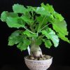 Ipomoea albivenia - (Ipomoea caudiciform),   Algodão selvagem,   Ipomoea wild cotton - Image 2