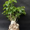 Ipomoea albivenia - (Ipomoea caudiciform),   Algodão selvagem,   Ipomoea wild cotton - Image 3