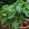 Ipomoea albivenia - (Ipomoea caudiciform),   Algodão selvagem,   Ipomoea wild cotton - Image 5