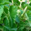 Ipomoea albivenia - (Ipomoea caudiciform),   Algodão selvagem,   Ipomoea wild cotton - Image 6