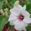 Ipomoea albivenia - (Ipomoea caudiciform),   Algodão selvagem,   Ipomoea wild cotton - Image 7