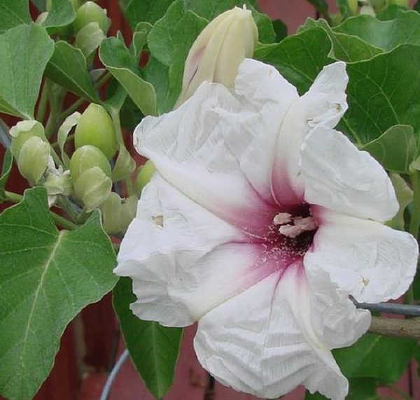 Ipomoea albivenia - (Ipomoea caudiciform), Algodão selvagem, Ipomoea wild cotton - Image 7