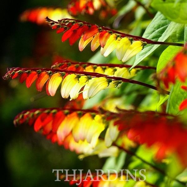 Ipomoea lobata Exotic love - Ipomoea Bandeira da Espanha, Ipomoea amor exótico, Ipomoea flor da paixão, Trepa