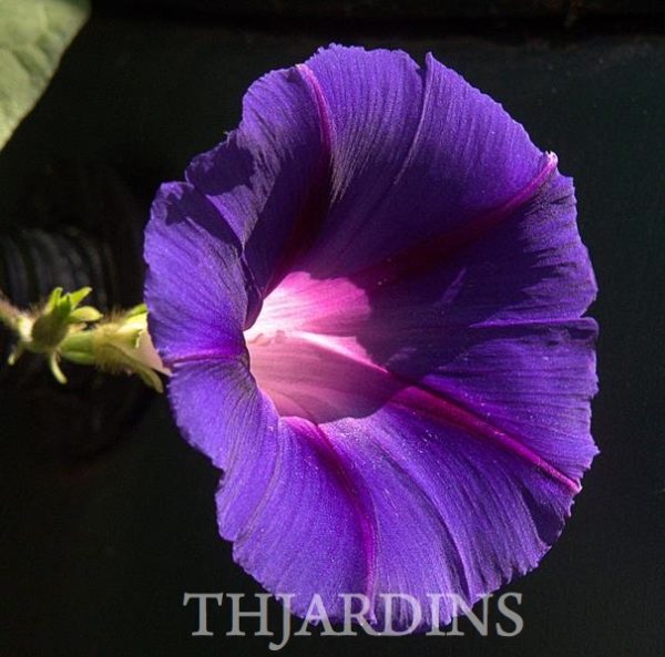 Ipomoea purpurea - Trepadeira Glória da manhã, Morning glory, Corda de viola, Campainha