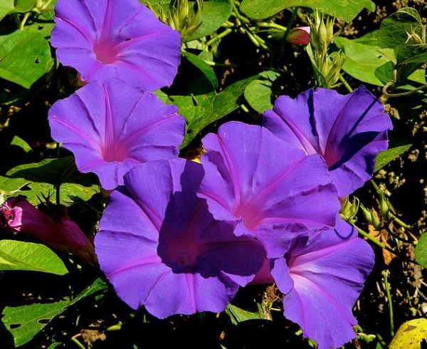 Ipomoea purpurea - Trepadeira Glória da manhã, Morning glory, Corda de viola, Campainha - Image 5