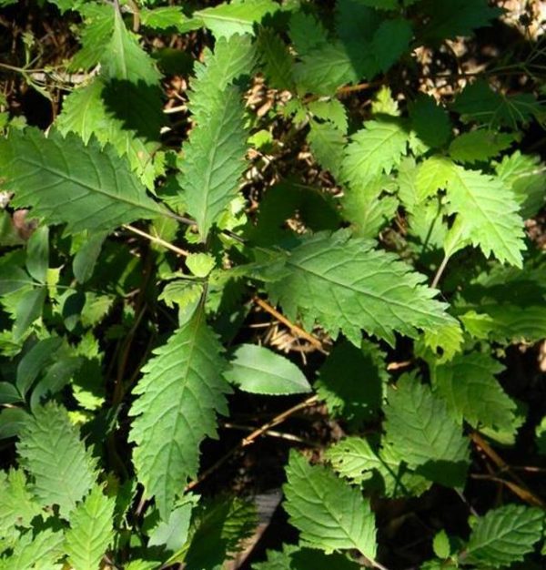 Jovellana punctata - Flor Xícara de Chá, Cálice dos Anjos, Copo de Chá, Capachito, Teacup - Image 2