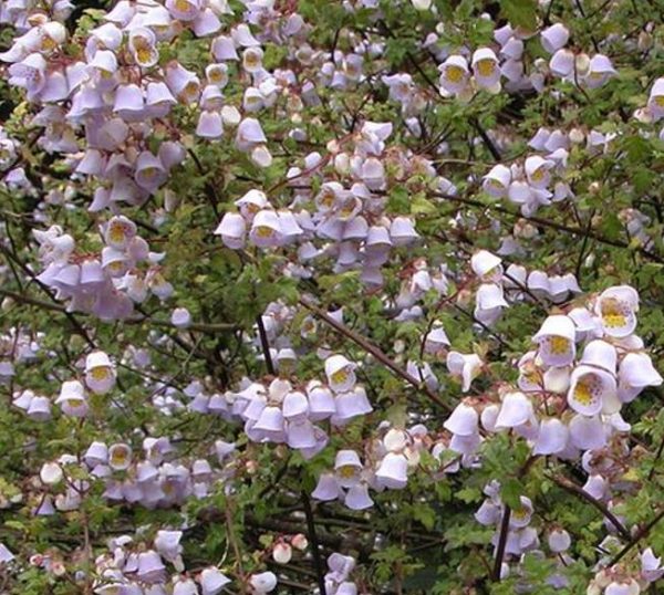 Jovellana punctata - Flor Xícara de Chá, Cálice dos Anjos, Copo de Chá, Capachito, Teacup - Image 3