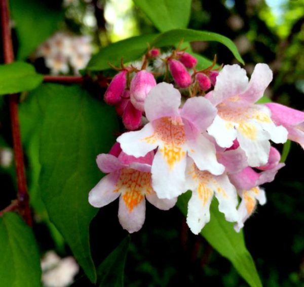 Kolkwitzia amabilis 'Pink Cloud' - Arbusto de Beleza 'Nuvem Rosa', Arbusto Nuvem Rosa, Pink Beautybush - Image 2