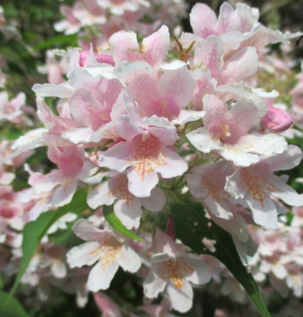 Kolkwitzia amabilis 'Pink Cloud' - Arbusto de Beleza 'Nuvem Rosa', Arbusto Nuvem Rosa, Pink Beautybush - Image 3