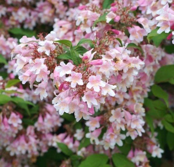 Kolkwitzia amabilis 'Pink Cloud' - Arbusto de Beleza 'Nuvem Rosa', Arbusto Nuvem Rosa, Pink Beautybush - Image 4