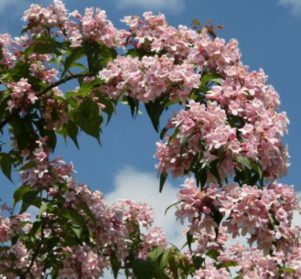 Kolkwitzia amabilis 'Pink Cloud' - Arbusto de Beleza 'Nuvem Rosa', Arbusto Nuvem Rosa, Pink Beautybush - Image 5