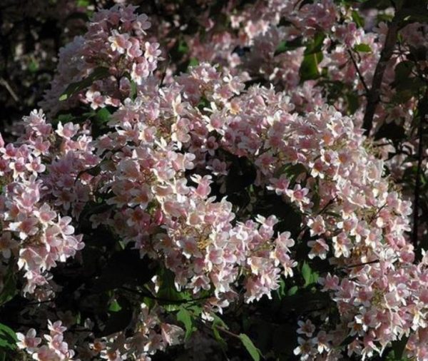Kolkwitzia amabilis 'Pink Cloud' - Arbusto de Beleza 'Nuvem Rosa', Arbusto Nuvem Rosa, Pink Beautybush - Image 6