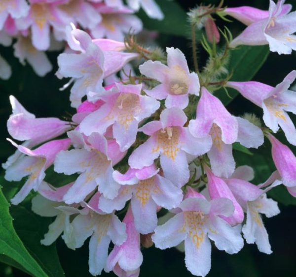 Kolkwitzia amabilis 'Pink Cloud' - Arbusto de Beleza 'Nuvem Rosa', Arbusto Nuvem Rosa, Pink Beautybush - Image 7