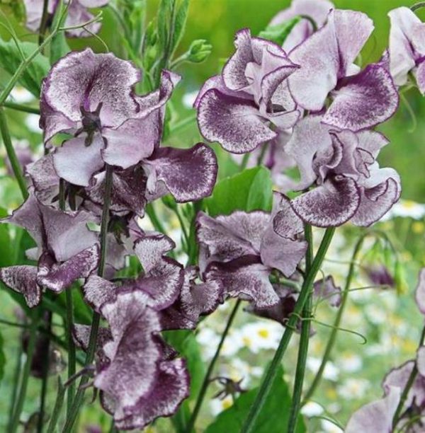 Lathyrus odoratus 'Nimbus Spencer' - Ervilha Doce Nimbus Spencer, Ervilha Doce Perfumada Nimbus - Image 5