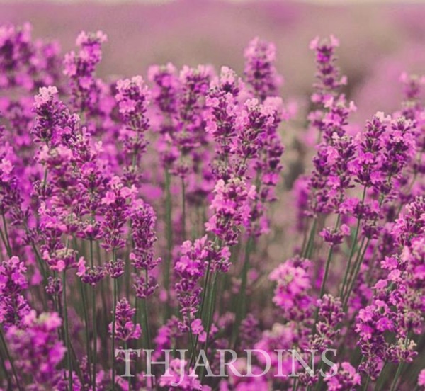 Rosa Lavanda