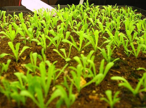 Layia platyglossa - Flor Ovo-Frito, Layia Elegans, Tidytips, Tidy tips Daisy - Image 3