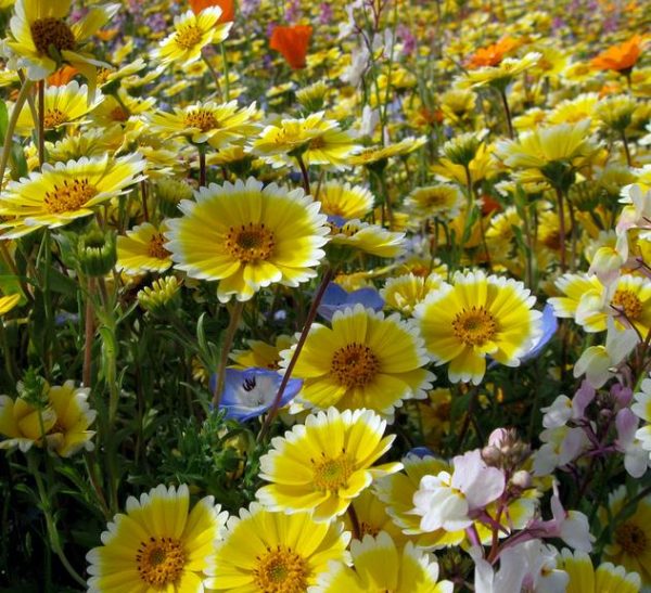 Layia platyglossa - Flor Ovo-Frito, Layia Elegans, Tidytips, Tidy tips Daisy - Image 4