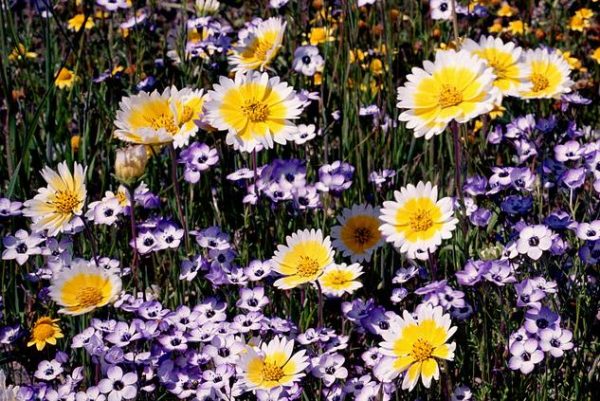 Layia platyglossa - Flor Ovo-Frito, Layia Elegans, Tidytips, Tidy tips Daisy - Image 6
