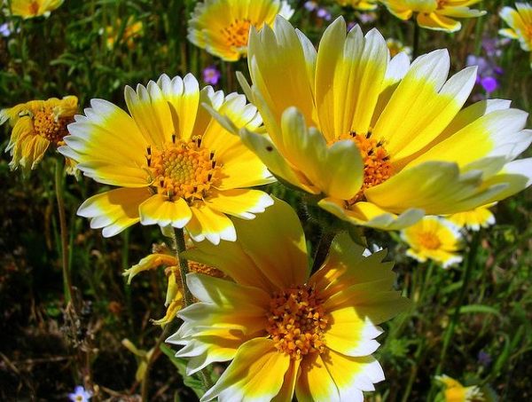 Layia platyglossa - Flor Ovo-Frito, Layia Elegans, Tidytips, Tidy tips Daisy - Image 9