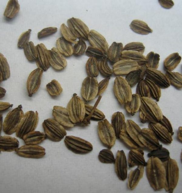 Levisticum officinale - Levistico, Liveche, Lovage, Erva Maggi, Folhas de Ligústica - Image 3