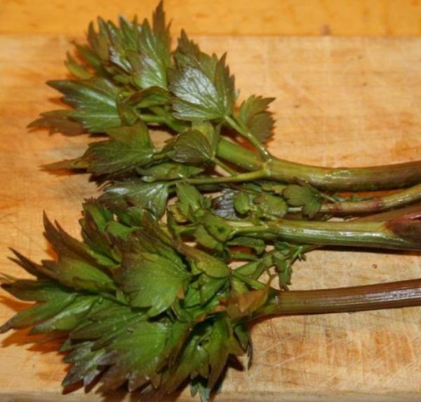 Levisticum officinale - Levistico, Liveche, Lovage, Erva Maggi, Folhas de Ligústica - Image 7