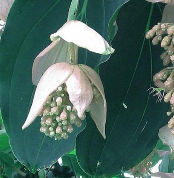 Medinilla magnifica Albiflora - Medinila Pérola Branca, Medinilla Branca, Pearl White Medinilla - Image 3