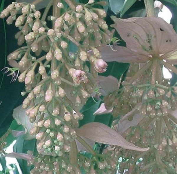 Medinilla magnifica Albiflora - Medinila Pérola Branca, Medinilla Branca, Pearl White Medinilla - Image 4