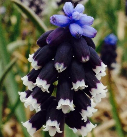 Muscari neglectum - Jacinto Uva Tricolor, Jacinto Uva Azul Negro - TH  Jardins