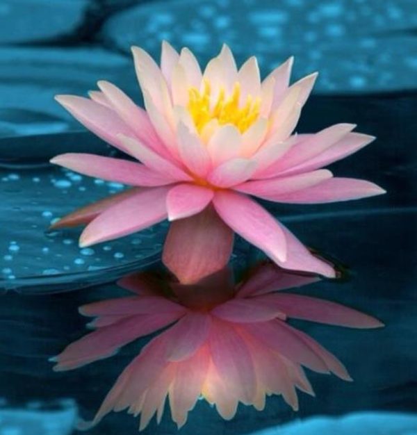 Nelumbo nucifera  - Lótus, Flor de Lótus, Lótus Sagrado, Lótus-da-Índia