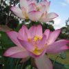Nelumbo nucifera  - Lótus, Flor de Lótus, Lótus Sagrado, Lótus-da-Índia - Image 2