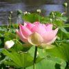 Nelumbo nucifera  - Lótus, Flor de Lótus, Lótus Sagrado, Lótus-da-Índia - Image 3
