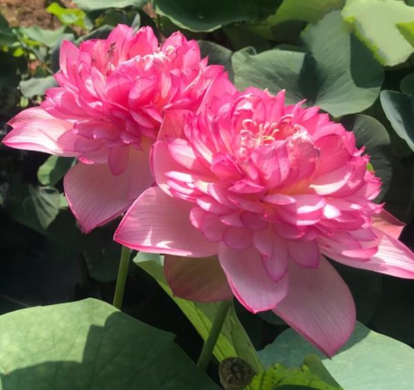 Nelumbo nucifera 'Roseum Plenum' - Lótus Rosa Plena , Flor de Lótus Rosa Dobrada, Lótus Sagrado, Lótus-da-Índia - Image 2