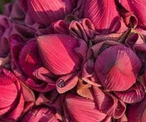 Nelumbo nucifera 'Vermelha' - Lótus Vermelha , Flor de Lótus Vermelha, Lótus Sagrado, Lótus-da-Índia - Image 2