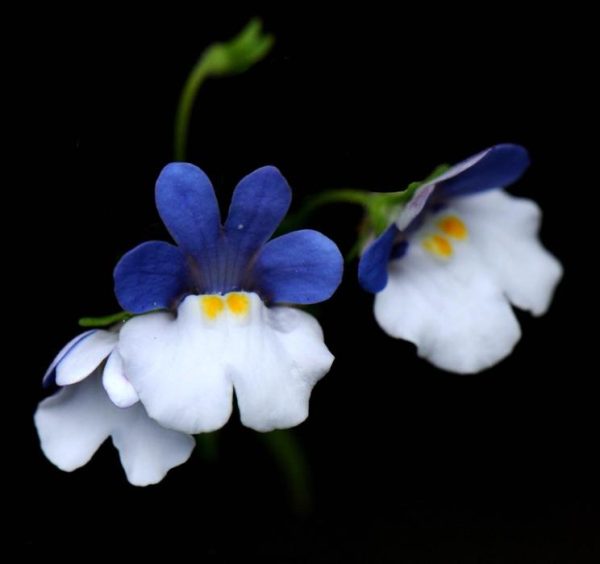 Nemesia strumosa KLM - Arlequim KLM, Jóia do cabo KLM, Nemésia KLM - Image 2