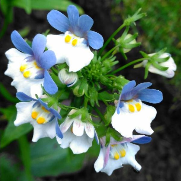 Nemesia strumosa KLM - Arlequim KLM, Jóia do cabo KLM, Nemésia KLM - Image 5