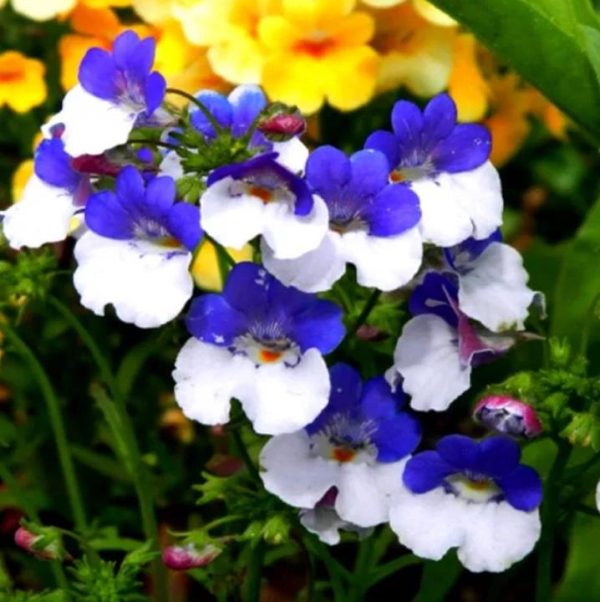 Nemesia strumosa KLM - Arlequim KLM, Jóia do cabo KLM, Nemésia KLM - Image 6