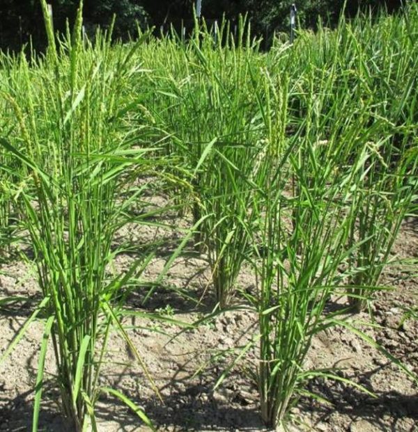 Oryza sativa Akamuro (Certificação Orgânica) - Arroz Akamuro, Arroz vermelho - Image 2
