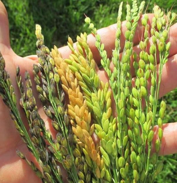 Oryza sativa Akamuro (Certificação Orgânica) - Arroz Akamuro, Arroz vermelho - Image 3