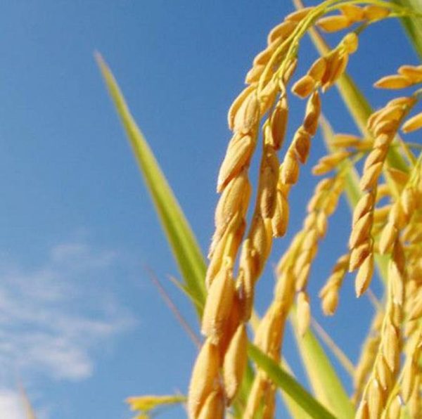 Oryza sativa Blue bonnet - Arroz Blue bonnet, Arroz de Belize, Arroz Armênio - Image 2