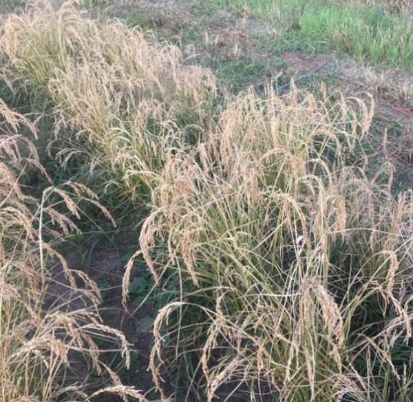 Oryza sativa Hayayuki (Certificação Orgânica) - Arroz Hayayuki - Image 4