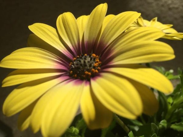 Osteospermum ecklonis (Dimorphotheca ecklonis) mix - Margarida do cabo mix, Estrela do Veldt, Margarida marinheiro, Margarida do rio - Image 3