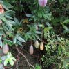 Passiflora Tripartita var. Azuayensis - Maracujá manga, maracujá, banana passionfruit, mango passionfruit - Image 2