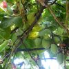 Passiflora Tripartita var. Azuayensis - Maracujá manga, maracujá, banana passionfruit, mango passionfruit - Image 5