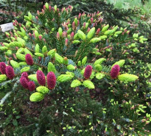Picea jezoensis - Pinheiro abeto Jezo - Image 2