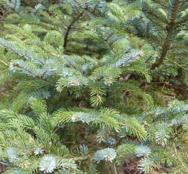 Picea jezoensis - Pinheiro abeto Jezo - Image 6